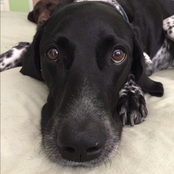 Meet your Posher, Dawn - Picture 2 of 4